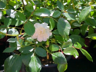 Rosen