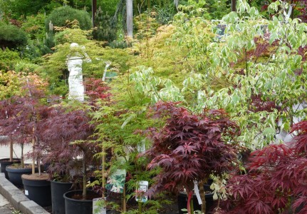 Gartencenter Hilgert | Baumschule und Stauden