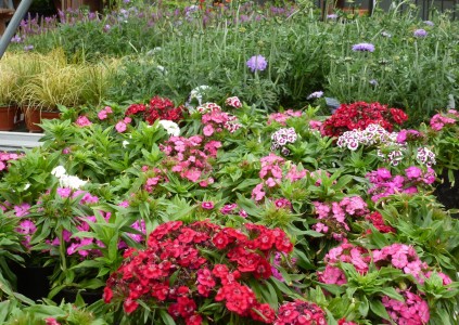 Gartencenter Hilgert | Baumschule und Stauden