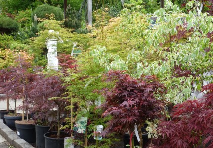 Gartencenter Hilgert | Baumschule und Stauden
