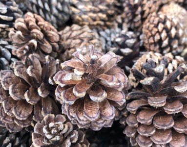 Gartencenter Hilgert | Dekoration