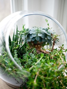 Gartencenter Hilgert | Zimmerpflanzen