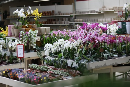 Gartencenter Hilgert | Zimmerpflanzen