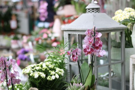 Gartencenter Hilgert | Zimmerpflanzen