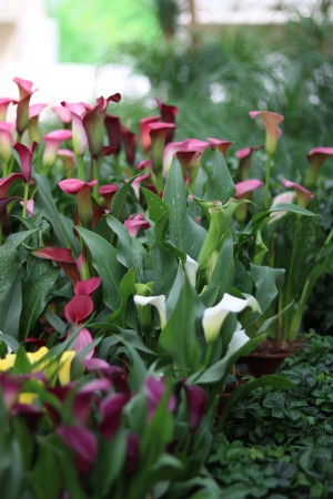 Gartencenter Hilgert | Zimmerpflanzen