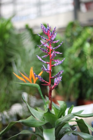 Gartencenter Hilgert | Zimmerpflanzen