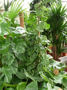 Gartencenter Hilgert | Zimmerpflanzen