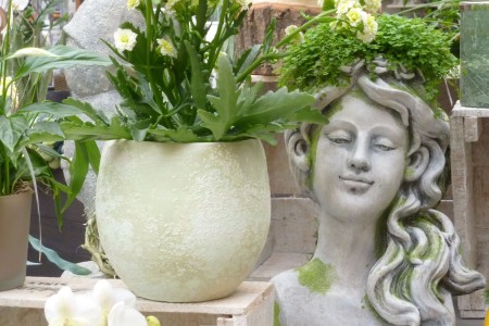 Gartencenter Hilgert | Zimmerpflanzen