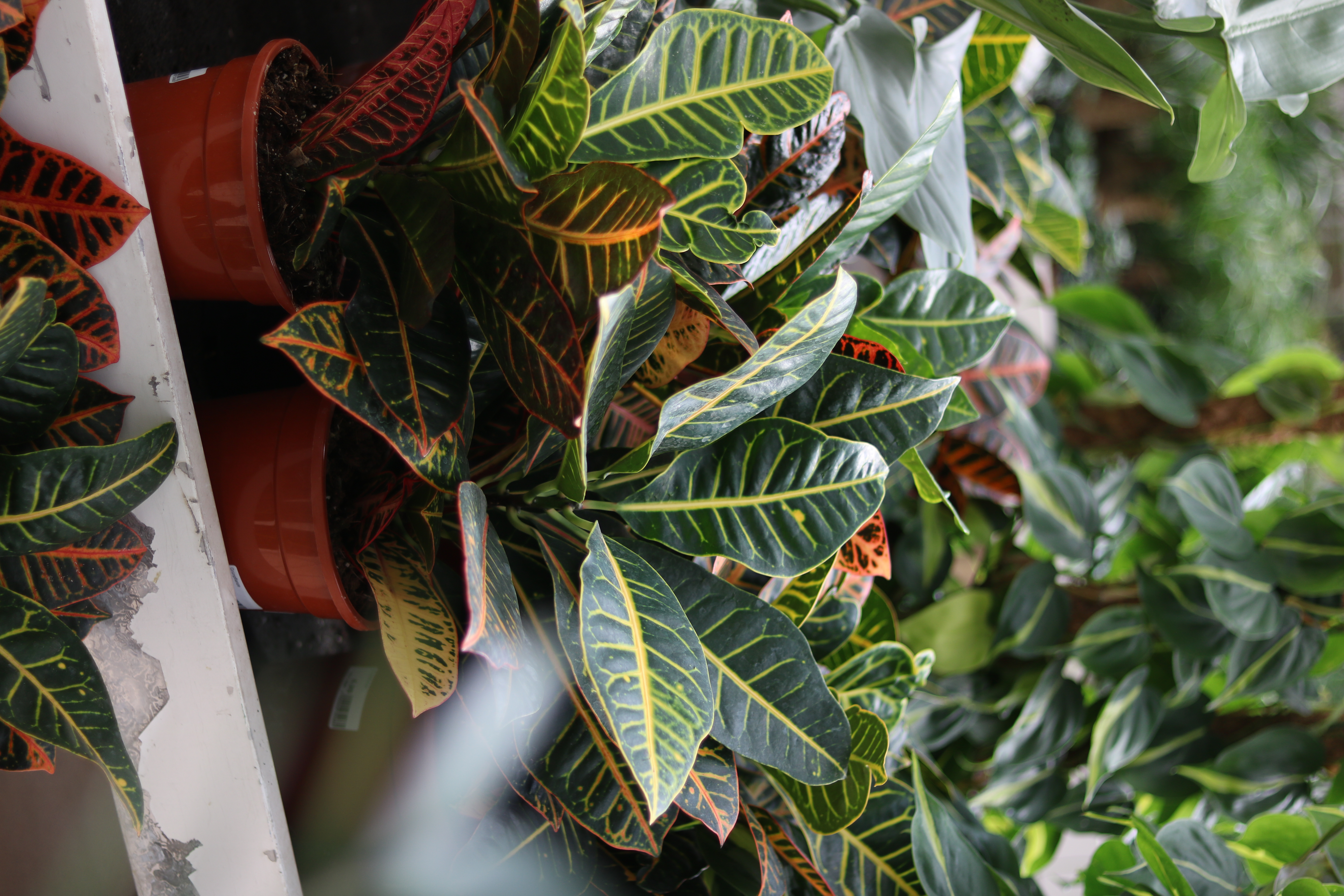 Gartencenter Hilgert | Zimmerpflanzen