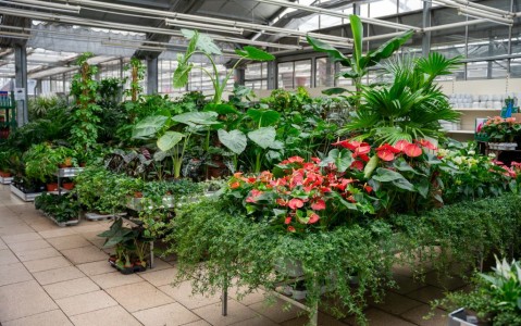 Gartencenter Hilgert | Zimmerpflanzen
