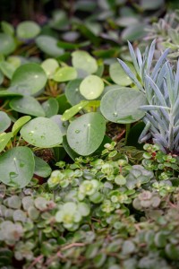 Gartencenter Hilgert | Zimmerpflanzen