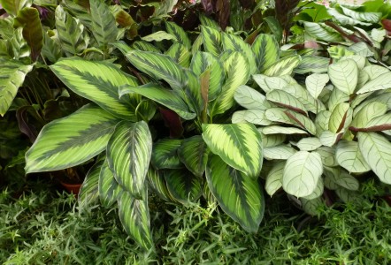 Gartencenter Hilgert | Zimmerpflanzen
