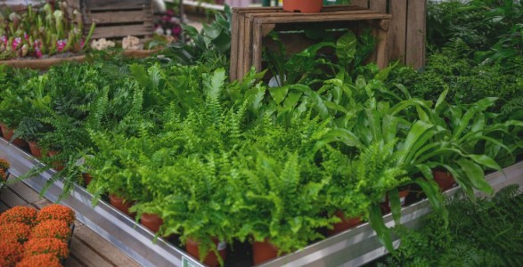 Gartencenter Hilgert | Zimmerpflanzen