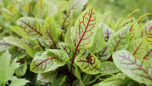 Gartencenter Hilgert | Beet- und Balkonpflanzen