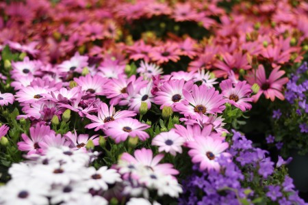 Gartencenter Hilgert | Beet- und Balkonpflanzen