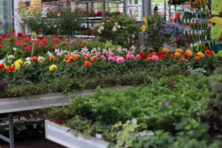 Gartencenter Hilgert | Beet- und Balkonpflanzen