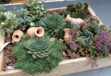 Gartencenter Hilgert | Beet- und Balkonpflanzen