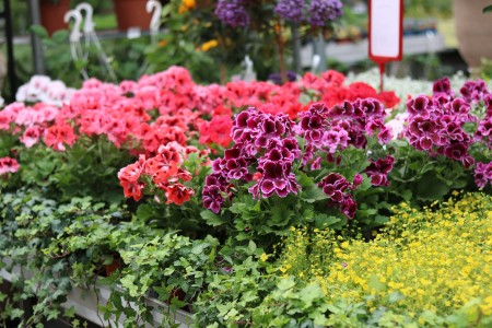 Gartencenter Hilgert | Beet- und Balkonpflanzen