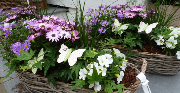 Gartencenter Hilgert | Beet- und Balkonpflanzen