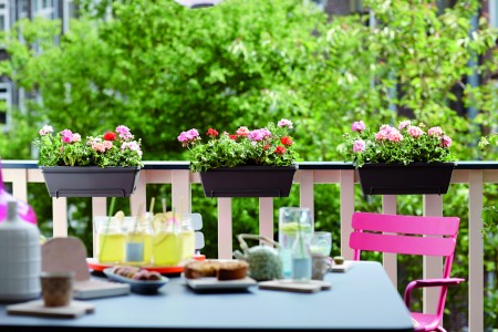 Gartencenter Hilgert | Beet- und Balkonpflanzen