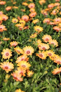 Gartencenter Hilgert | Beet- und Balkonpflanzen