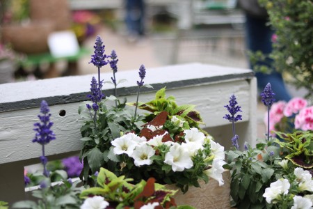 Gartencenter Hilgert | Beet- und Balkonpflanzen