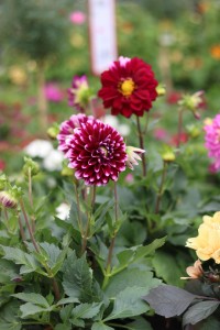 Gartencenter Hilgert | Beet- und Balkonpflanzen
