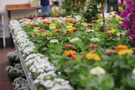 Gartencenter Hilgert | Beet- und Balkonpflanzen