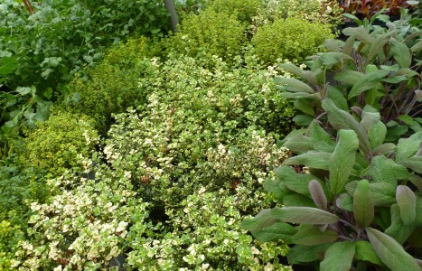 Gartencenter Hilgert | Beet- und Balkonpflanzen
