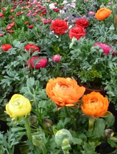 Gartencenter Hilgert | Beet- und Balkonpflanzen