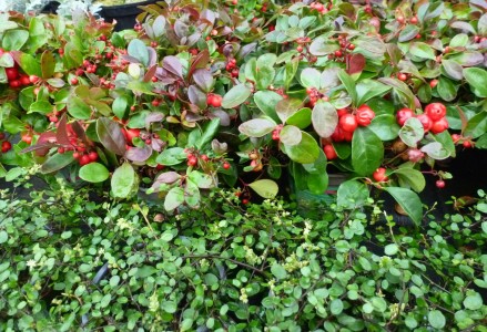 Gartencenter Hilgert | Beet- und Balkonpflanzen
