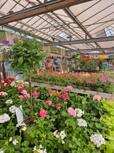 Gartencenter Hilgert | Beet- und Balkonpflanzen