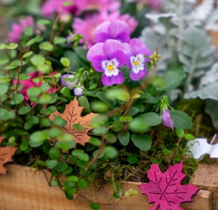 Gartencenter Hilgert | Beet- und Balkonpflanzen