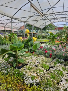 Gartencenter Hilgert | Beet- und Balkonpflanzen