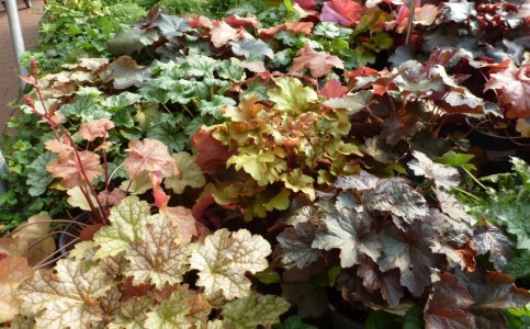 Gartencenter Hilgert | Beet- und Balkonpflanzen