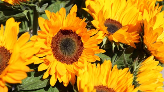 Gartencenter Hilgert | Beet- und Balkonpflanzen