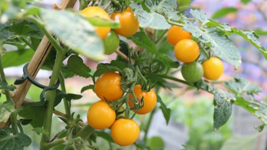 Gartencenter Hilgert | Beet- und Balkonpflanzen