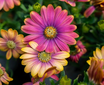 Gartencenter Hilgert | Beet- und Balkonpflanzen